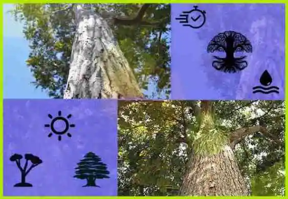 Arboles Para Ebanistería