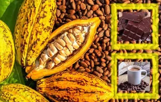Curiosa Historia del Chocolate