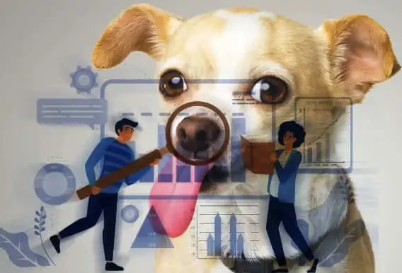 Perro